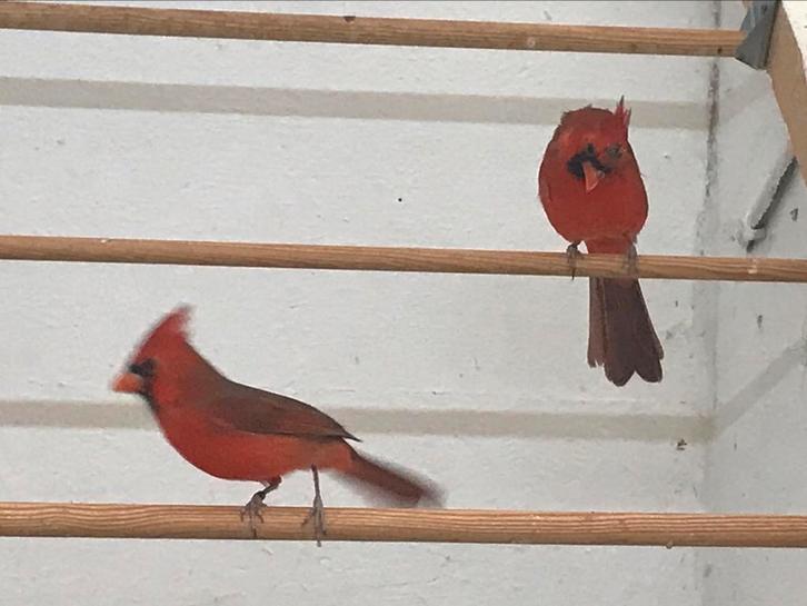 Rode kardinaal, Dieren en Toebehoren, Vogels | Overige Vogels, Geringd