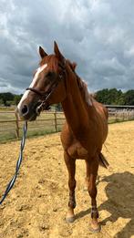 Lief recreatiepaard, Dieren en Toebehoren, Paarden, Ruin, Recreatiepaard, 7 tot 10 jaar
