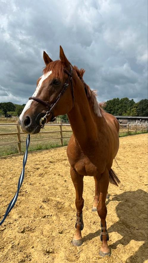 Lief recreatiepaard, Dieren en Toebehoren, Paarden, Ruin, 7 tot 10 jaar, Recreatiepaard
