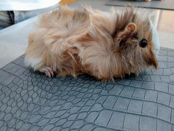 Cavia  beschikbaar voor biedingen