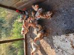 Cochin kriel hanen, Dieren en Toebehoren, Pluimvee, Mannelijk, Kip