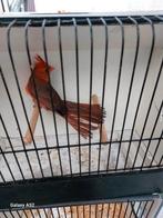 Rode kardinalen, Dieren en Toebehoren