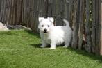 Prachtige West Highland White Terriër pups (Westie pups), Dieren en Toebehoren, CDV (hondenziekte), Meerdere, 8 tot 15 weken, Meerdere dieren
