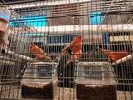 Te bekomen agaat rode kleurkanaries jonge-overjaarse koppels, Dieren en Toebehoren, Vogels | Kanaries, Meerdere dieren, Kleurkanarie