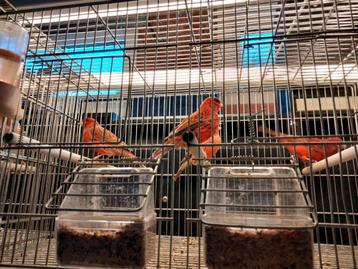 Te bekomen agaat rode kleurkanaries jonge-overjaarse koppels beschikbaar voor biedingen