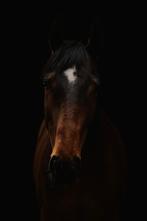 Gezocht springpaard, Springpaard