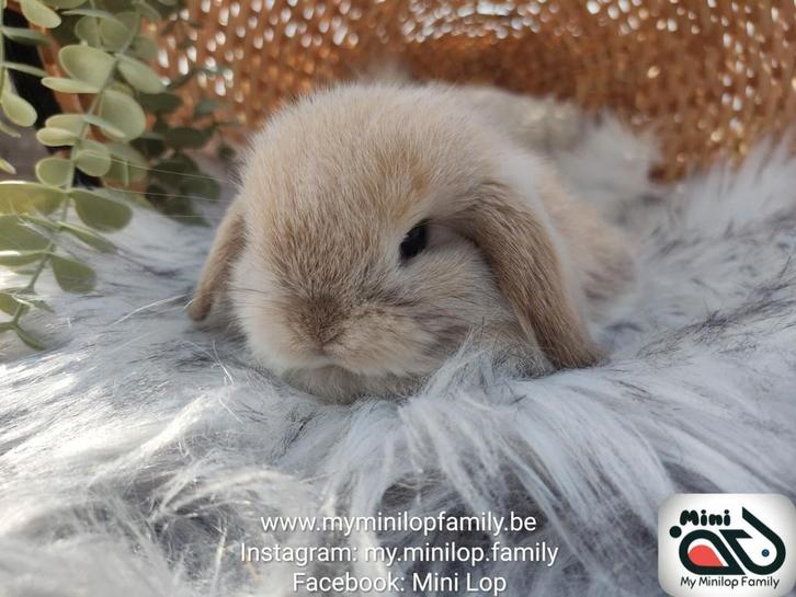 Raszuiver baby minilop konijn voedster (transport mogelijk), Dieren en Toebehoren, Konijnen, Dwerg, Vrouwelijk, 0 tot 2 jaar, Hangoor