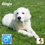 Chiot Golden Retriever « Bingo » à vendre (belge), Animaux & Accessoires, Parvovirose, Un chien, Belgique, Golden retriever