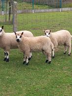 Kerry hill rammen, Dieren en Toebehoren, Schapen, Geiten en Varkens