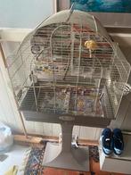 Kanarie met kooi te koop, Dieren en Toebehoren, Vogels | Hokken en Kooien, Ophalen of Verzenden