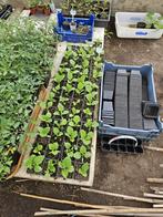 Paprika en aubergine, ook tomaten beschikbaar., Tuin en Terras, Ophalen