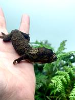 Pine island white collar poss male