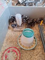 Mechelse koekoek, Dieren en Toebehoren, Pluimvee