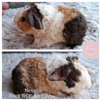 Ontzettend knap Us Teddy beertje, Animaux & Accessoires, Rongeurs, Mâle, Cobaye, Domestique