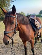 Leuke wandelpony te koop, Dieren en Toebehoren, Pony's, Merrie, D pony (1.37m tot 1.48m), 7 tot 10 jaar