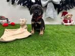 Kruising Dwergschnauzer x Mix pups, Dieren en Toebehoren, België, CDV (hondenziekte), 8 tot 15 weken, Meerdere