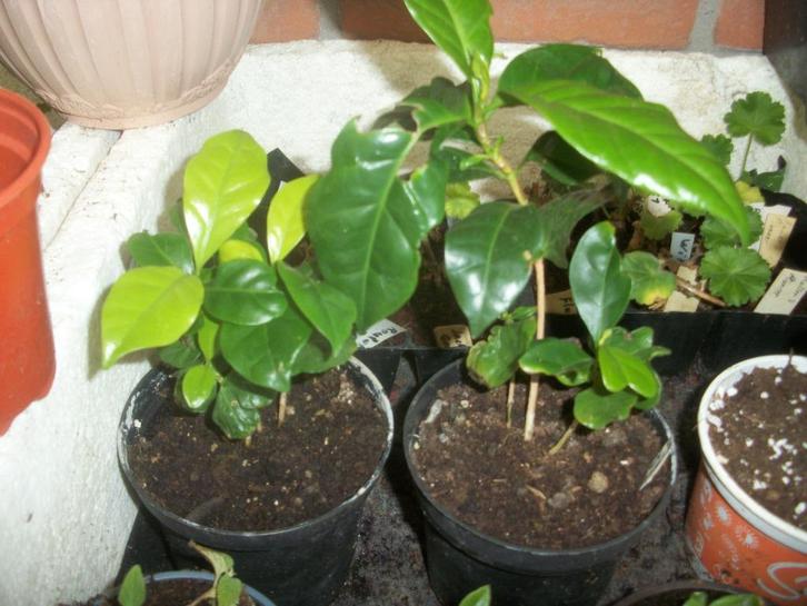 Coffea 'Arabica' of koffieplanten, Huis en Inrichting, Kamerplanten, Overige soorten, Minder dan 100 cm, Bloeiende kamerplant
