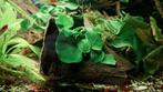 Anubias, Dieren en Toebehoren, Vissen | Aquaria en Toebehoren, Ophalen