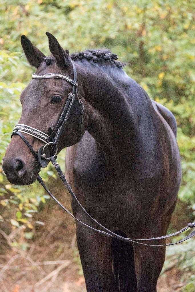 Merrie te koop, Dieren en Toebehoren, Paarden, Merrie, B, 165 tot 170 cm, 11 jaar of ouder, Dressuurpaard, Met stamboom, Gechipt