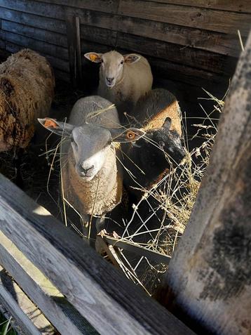 ooilammeren en ooi te koop beschikbaar voor biedingen