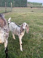 Nubisch mieke te koop!, Dieren en Toebehoren, Schapen, Geiten en Varkens