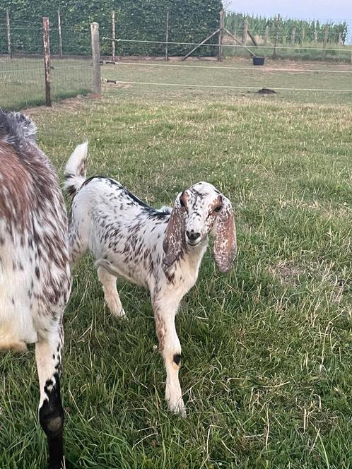 Nubisch mieke te koop!, Dieren en Toebehoren, Schapen, Geiten en Varkens