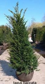 Taxus baccata 150+ 175 + aan groothandelsprijzen, Tuin en Terras, Planten | Struiken en Hagen, Ophalen, Taxus