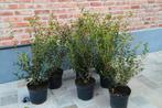 Haagplanten!, Ophalen, Taxus