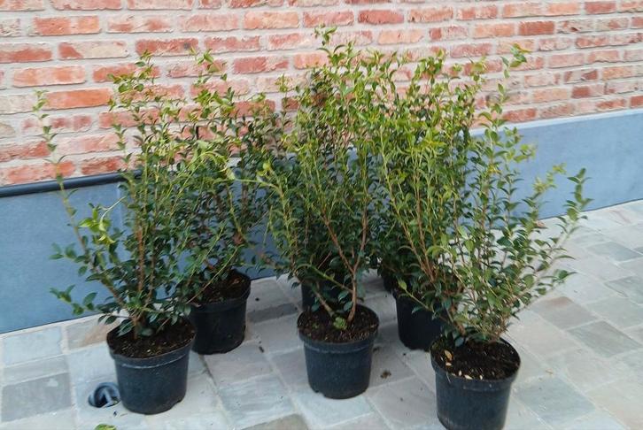Haagplanten!, Tuin en Terras, Planten | Struiken en Hagen, Taxus, Ophalen
