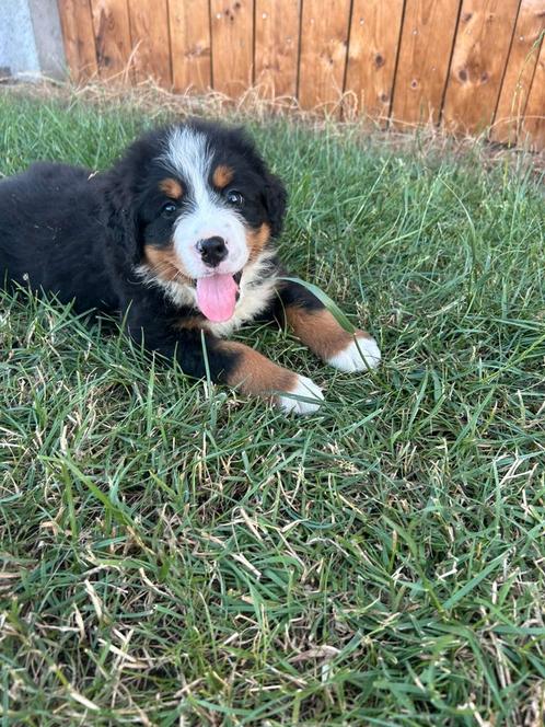Benner sennen pups te koop, Dieren en Toebehoren, Honden | Bulldogs, Pinschers en Molossers, Meerdere dieren, Sennenhond, Particulier
