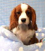 Superleuke Cavalier King Charles pups!, 15 weken tot 1 jaar, Overige rassen, Buitenland, CDV (hondenziekte)