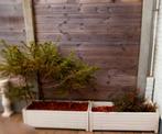 2 stevige bakken met planten. Prijs voor de 2, Tuin en Terras, Ophalen