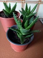 Aloe Mitriformis, Huis en Inrichting, Kamerplanten, Ophalen