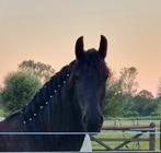 Knappe puber wil aan werk, Dieren en Toebehoren, Paarden, Merrie, Dressuurpaard, Zadelmak, 3 tot 6 jaar