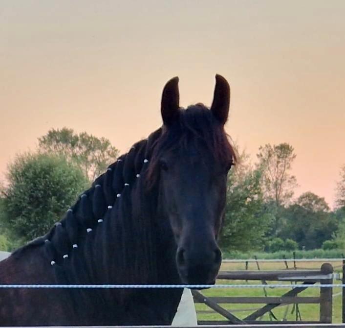 Knappe puber wil aan werk, Dieren en Toebehoren, Paarden, Merrie, Zadelmak, 165 tot 170 cm, 3 tot 6 jaar, Dressuurpaard