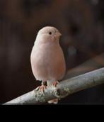 Bruinpastel gele poppen of mannen van 2025 om te ruilen, Dieren en Toebehoren, Vrouwelijk, Wildzangvogel, Geringd