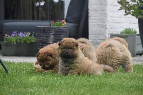 Nouveau nid pour chiots Chow-chow disponible ici, Animaux & Accessoires, Chiens | Huskys, Loulous & Types primitifs, Plusieurs animaux