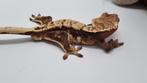 Crested gecko wimpergekko bewezen man, Animaux & Accessoires, Reptiles & Amphibiens, Autres espèces, Domestique, 3 à 6 ans