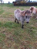 Kleur shetland hengsten veulens, Dieren en Toebehoren, Hengst