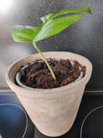 Monstera minima, Ophalen of Verzenden