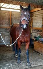 Lieve 8 jarige ruin zoekt nieuwe thuis, Dieren en Toebehoren, Paarden, Gechipt, Minder dan 160 cm, Ruin, Zadelmak