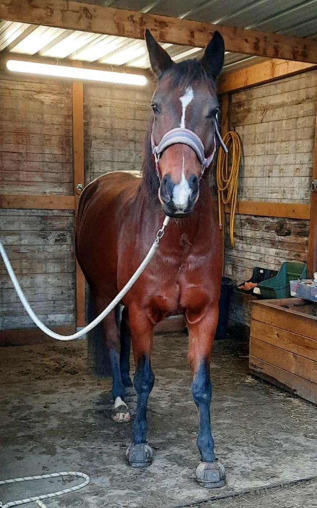 Lieve 8 jarige ruin zoekt nieuwe thuis, Dieren en Toebehoren, Paarden, Ruin, Zadelmak, Minder dan 160 cm, 7 tot 10 jaar, Recreatiepaard