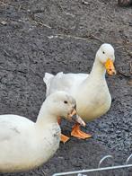 Koppel Hollandse Kwakers, Dieren en Toebehoren