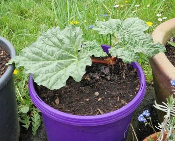 Rabarber planten, Tuin en Terras, Planten | Tuinplanten, Ophalen, Halfschaduw, Zomer, Groenteplanten