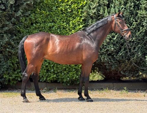 ‼️Knappe 7 jarige ruin‼️, Dieren en Toebehoren, Paarden, Ruin, L, 165 tot 170 cm, 7 tot 10 jaar, Dressuurpaard, Met stamboom, Gechipt