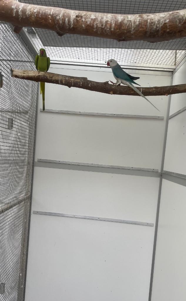 Verschillende kweekkoppels halsband parkiet halsbandparkiet, Dieren en Toebehoren, Vogels | Parkieten en Papegaaien, Parkiet