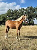 Pony, Dieren en Toebehoren, Paarden, Gechipt, Dressuurpaard, 0 tot 2 jaar, Hengst