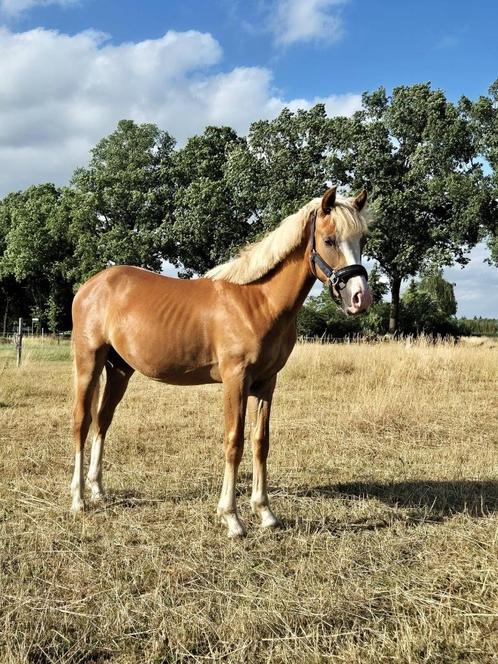Pony, Dieren en Toebehoren, Paarden, Hengst, Onbeleerd, 0 tot 2 jaar, Dressuurpaard, Met stamboom, Gechipt, Ontwormd, Ingeënt