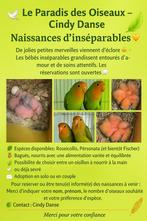 Inséparable eam, Dieren en Toebehoren, Vogels | Parkieten en Papegaaien