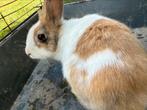 DwergKonijn, Dieren en Toebehoren